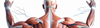 Calcificaciones musculares: ¿Qué son y cómo tratarlas con fisioterapia?